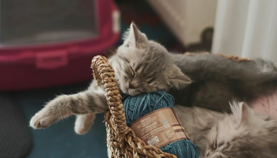 Mag ik mijn katten verkopen of weggeven zonder HK-nummer in België?