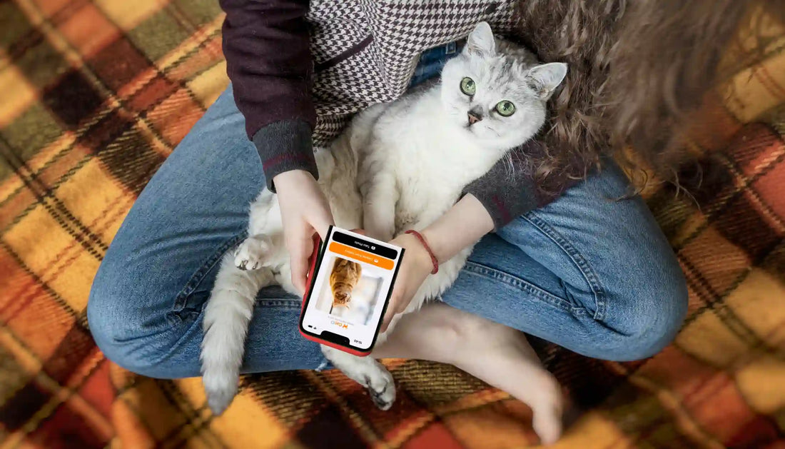 Kitten chippen leeftijd Belgische wet